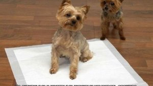 Как приучить щенка к пеленке в 1, 2 или 3 месяца
