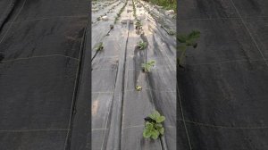 Выращивание клубники на агроткани, НЮАНСЫ!