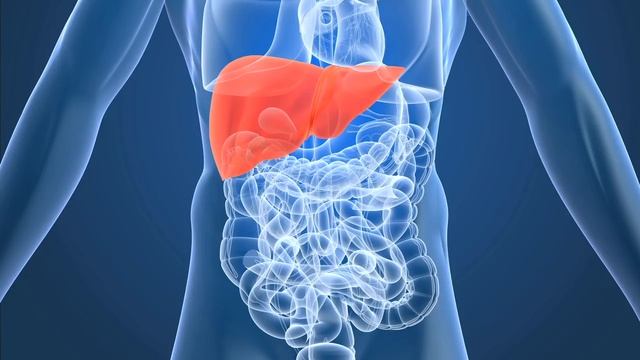 The Digestive Process - University of Michigan Health System смотреть онлайн