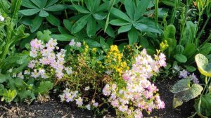 Схизантус в саду в августе, выживаемость и декоративность в экстремальных условиях.