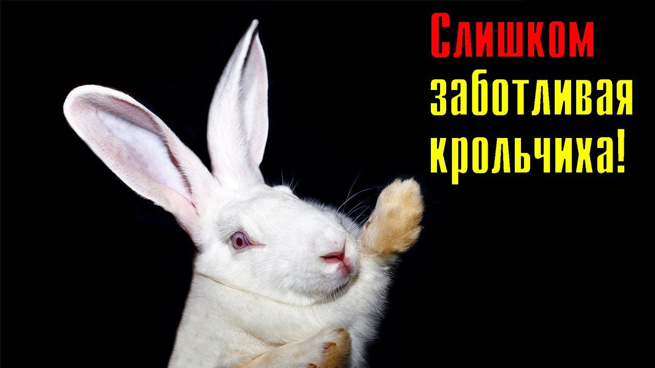 Слишком заботливая крольчиха смотреть онлайн