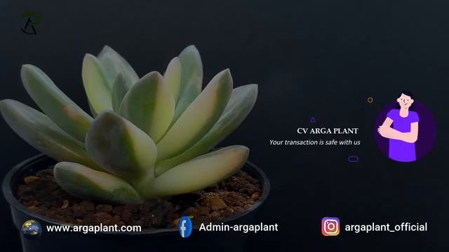 Pachyveria Tolimanensis || FOR SALE || ORDER NOW ONLY AT ARGA PLANT смотреть онлайн