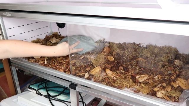 Calabar Burrowing Python Setup // Testing a Toxirium PVC Reptile Enclosure смотреть онлайн