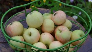 Сорт яблони Грушовка московская