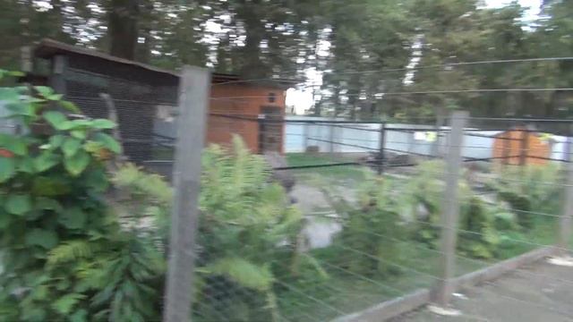 Зоопарк Брянск! Аутист Ангелина в зоопарке смотреть онлайн