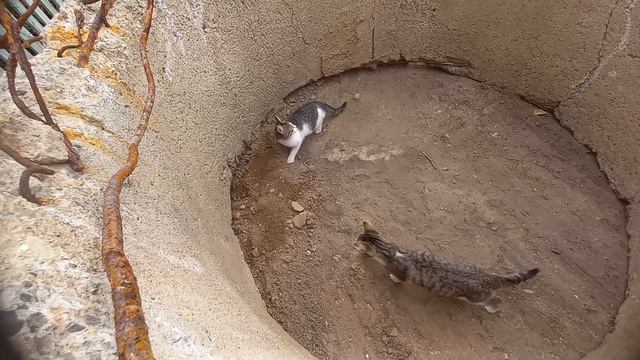 проверили айкю кошек что делать если они попали куда-то смотреть онлайн