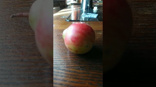 "Груша" с яблони 2 / "Pear" from apple 2 — 11.10.2020 смотреть онлайн