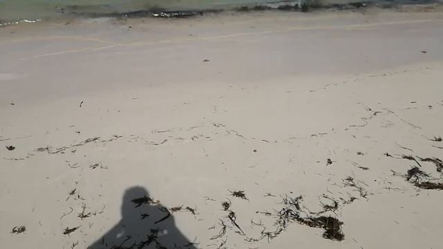 Доминикана. Барсело Баваро Бич. Водоросли. смотреть онлайн