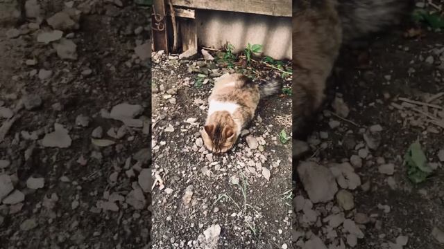 Хотел пригласить её на танец ? смотреть онлайн