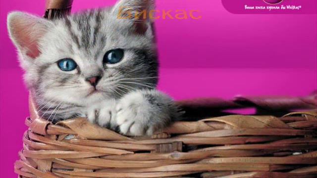 Животных-братьев наших меньших нужно беречь.wmv смотреть онлайн