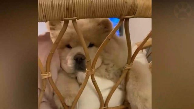 Chow Chow Dog Breed - Top 10 Facts | Dog World смотреть онлайн