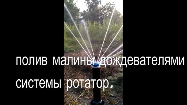 Полив малины смотреть онлайн