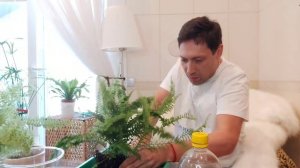 Папоротник Возвышенный большой красавчик
