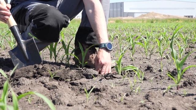 Проволочник в посевах кукурузы (Агрополигон 1 часть) смотреть онлайн