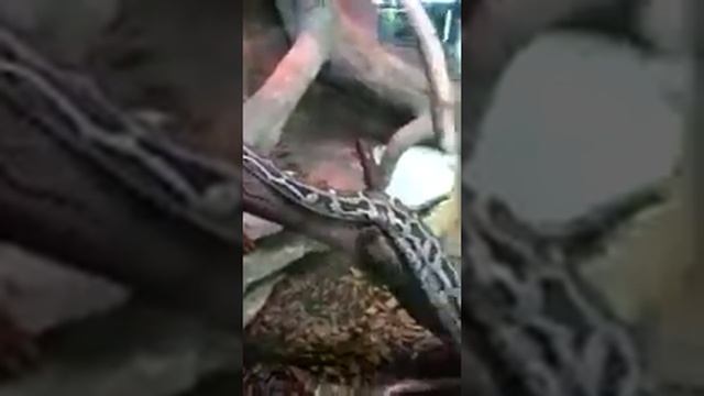 Тигровый питон смотреть онлайн