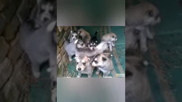 Щенки песенка про маму 😘 смотреть онлайн