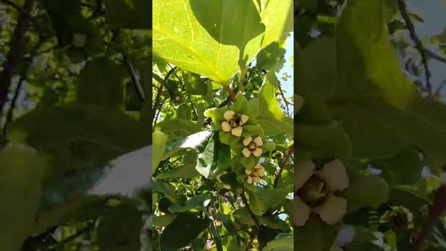 Цветет хурма) смотреть онлайн