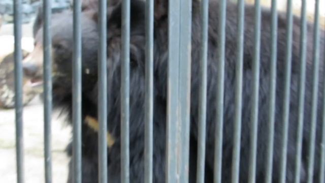 Спаривание бурого медведя в зоопарке смотреть онлайн