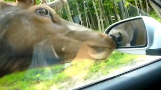 едем, на дороге лось смотреть онлайн