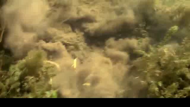 Мечта рыбака - лещ на нересте смотреть онлайн