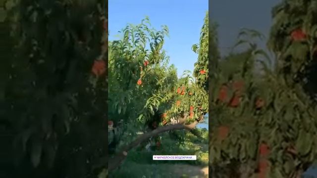 День 1 из 2-х дневного Релакс тура. Самые Красивые места Дагестана и не только👍🏻 смотреть онлайн