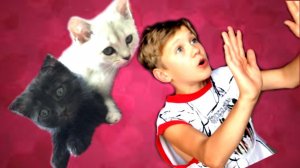 НЕ БЕЙТЕ моих КОТЯТ! Они НЕ ВИНОВАТЫ!