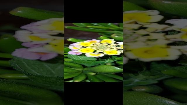 сочетание музыки и цвета