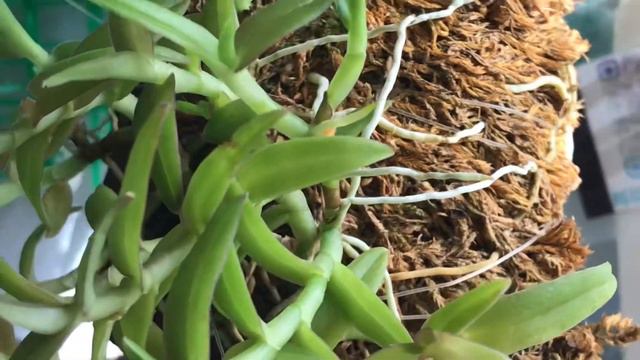Epidendrum Porpax.