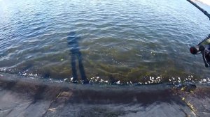 Рыбалка на Воронежском водохранилище. Жерех на воблер.