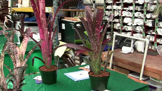 Barry Landau's Tropical Planet - SBBA Show August 2015 Part One смотреть онлайн