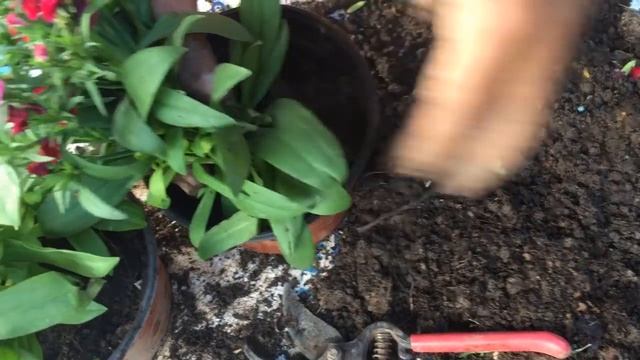 Reproducción, Cuidados, y fertilización de la planta Clavelina (Dianthus deltoides) смотреть онлайн