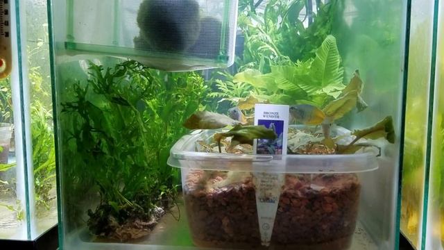 Fish Rack update/ Lily update. Plus lots of new Java ferns!!! Video #4 смотреть онлайн