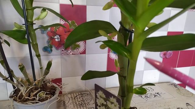 Полное цветение дендробиума! Потрясающе красиво! смотреть онлайн
