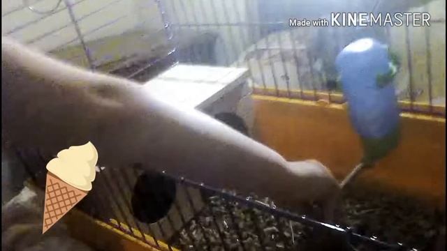 Клетка моей морской свинки/Я покрасила волосы смотреть онлайн