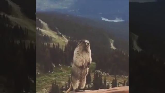 Кричащий суслик смотреть онлайн