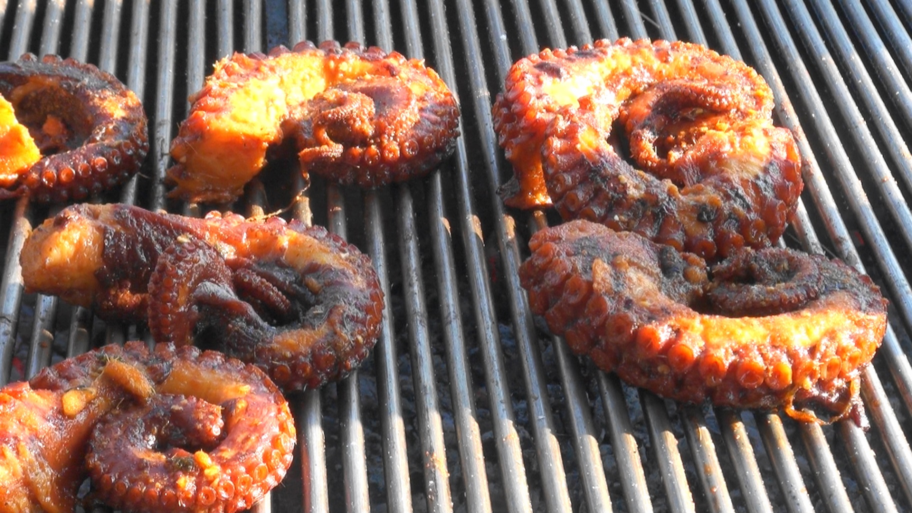 Осьминог Аргентинский Казанова