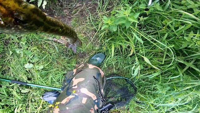 Страхотен риболов 100% Адреналин.Great fishing 100% Adrenaline #Shimano #Stradic #Dageki #Bridgwate смотреть онлайн