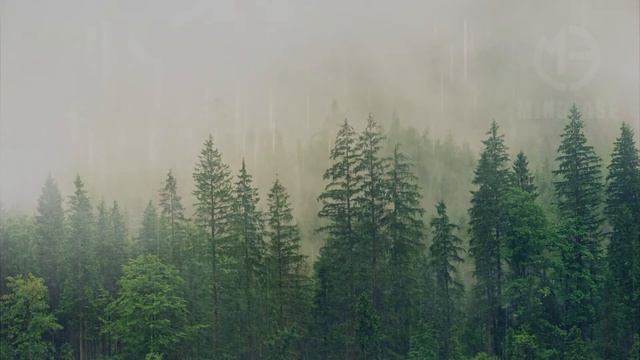 Instant Sleep and Stress Relief with this rain sounds from Swedish Forest ? смотреть онлайн