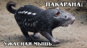 ПАКАРАНА: Добрая «ужасная мышь» - идеальный питомец | Интересные факты про грызунов и животных