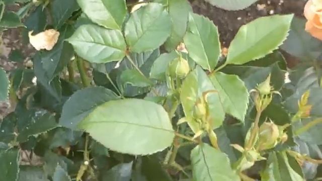 11.07.2022. РОЗЫ В ЖАРУ