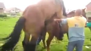 спаривание лошадей