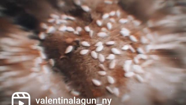 Готовим здоровую пищу 