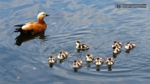 Красные утки в Москве [ Сказ о том, как огари покорили столицу России ] // Clever Cricket