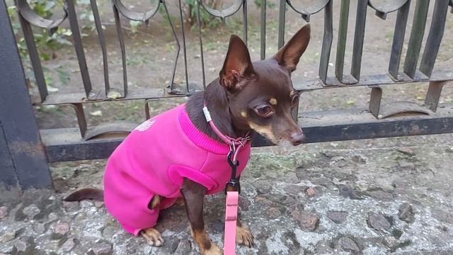 Дрессировка той-терьер смотреть онлайн