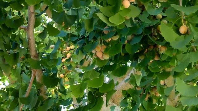 Seeds On Ginkgo Tree