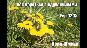 Горький корень или Как бороться с одуванчиками.