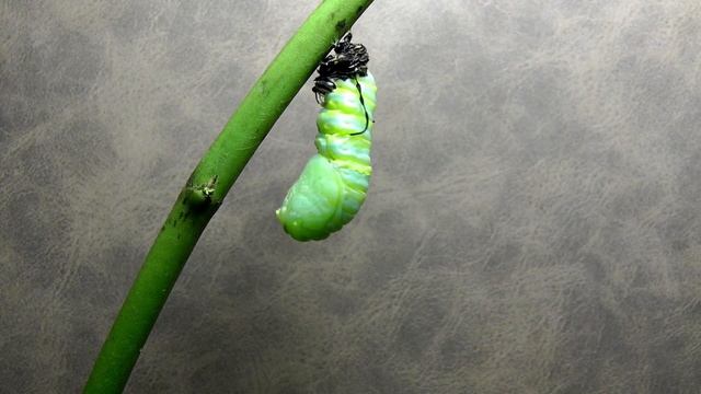 Monarch Butterfly Metamorphosis time-lapse FYV смотреть онлайн