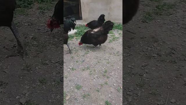 Австралорп тауықтары. Порода кур австралорп. смотреть онлайн