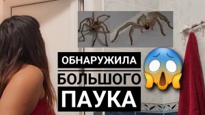 Дома, ночью увидела перед собой большого паука