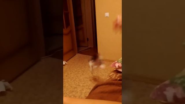 кот носит мячик смотреть онлайн